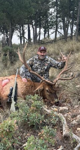 Chasing Elk in Cloudcroft, NM